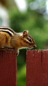 Preview wallpaper chipmunk, fence, sitting, animal