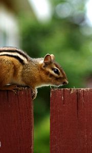 Preview wallpaper chipmunk, fence, sitting, animal