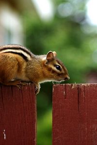 Preview wallpaper chipmunk, fence, sitting, animal