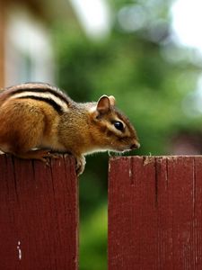 Preview wallpaper chipmunk, fence, sitting, animal