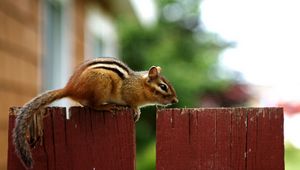 Preview wallpaper chipmunk, fence, sitting, animal