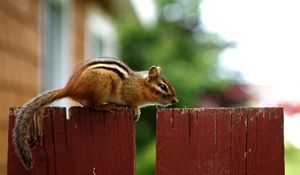 Preview wallpaper chipmunk, fence, sitting, animal