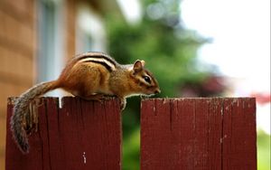 Preview wallpaper chipmunk, fence, sitting, animal