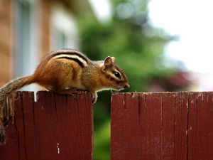 Preview wallpaper chipmunk, fence, sitting, animal