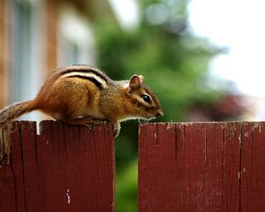 Preview wallpaper chipmunk, fence, sitting, animal