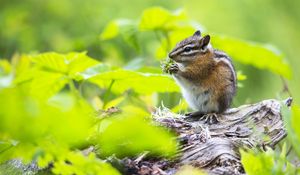 Preview wallpaper chipmunk, food, leaves, meal, grass