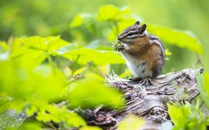 Preview wallpaper chipmunk, food, leaves, meal, grass