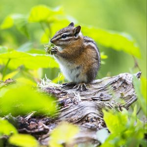 Preview wallpaper chipmunk, food, leaves, meal, grass