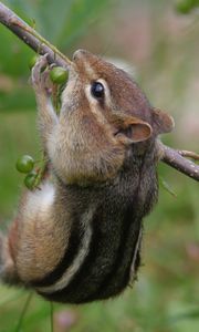 Preview wallpaper chipmunk, grass, branch, eating, climbing