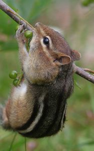 Preview wallpaper chipmunk, grass, branch, eating, climbing