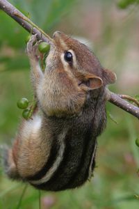 Preview wallpaper chipmunk, grass, branch, eating, climbing