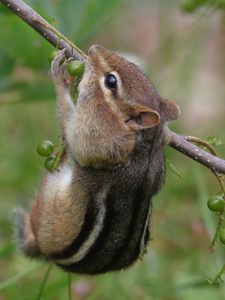 Preview wallpaper chipmunk, grass, branch, eating, climbing