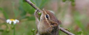 Preview wallpaper chipmunk, grass, branch, eating, climbing