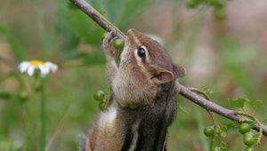 Preview wallpaper chipmunk, grass, branch, eating, climbing