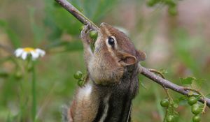 Preview wallpaper chipmunk, grass, branch, eating, climbing