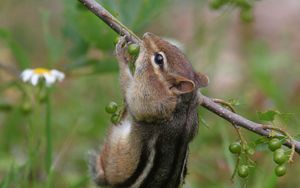 Preview wallpaper chipmunk, grass, branch, eating, climbing