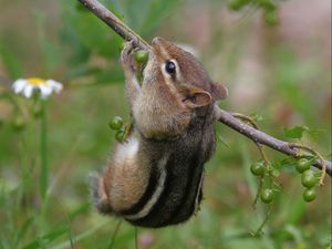 Preview wallpaper chipmunk, grass, branch, eating, climbing