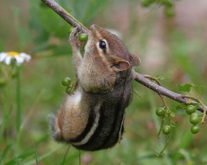 Preview wallpaper chipmunk, grass, branch, eating, climbing