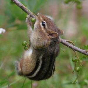 Preview wallpaper chipmunk, grass, branch, eating, climbing