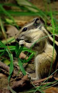 Preview wallpaper chipmunk, grass, leaves