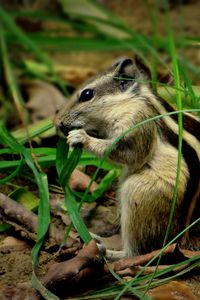 Preview wallpaper chipmunk, grass, leaves