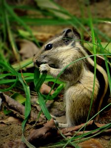 Preview wallpaper chipmunk, grass, leaves