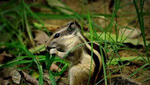 Preview wallpaper chipmunk, grass, leaves