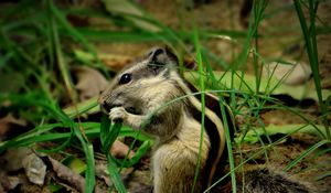 Preview wallpaper chipmunk, grass, leaves