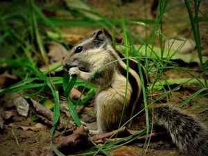 Preview wallpaper chipmunk, grass, leaves