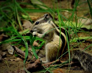 Preview wallpaper chipmunk, grass, leaves