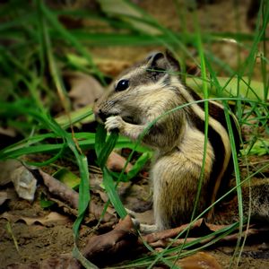 Preview wallpaper chipmunk, grass, leaves