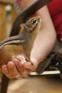 Preview wallpaper chipmunk, hand, tail, sit