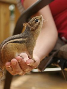 Preview wallpaper chipmunk, hand, tail, sit