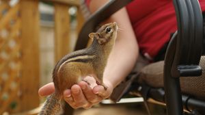 Preview wallpaper chipmunk, hand, tail, sit