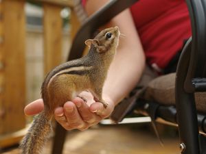 Preview wallpaper chipmunk, hand, tail, sit
