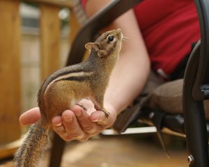 Preview wallpaper chipmunk, hand, tail, sit