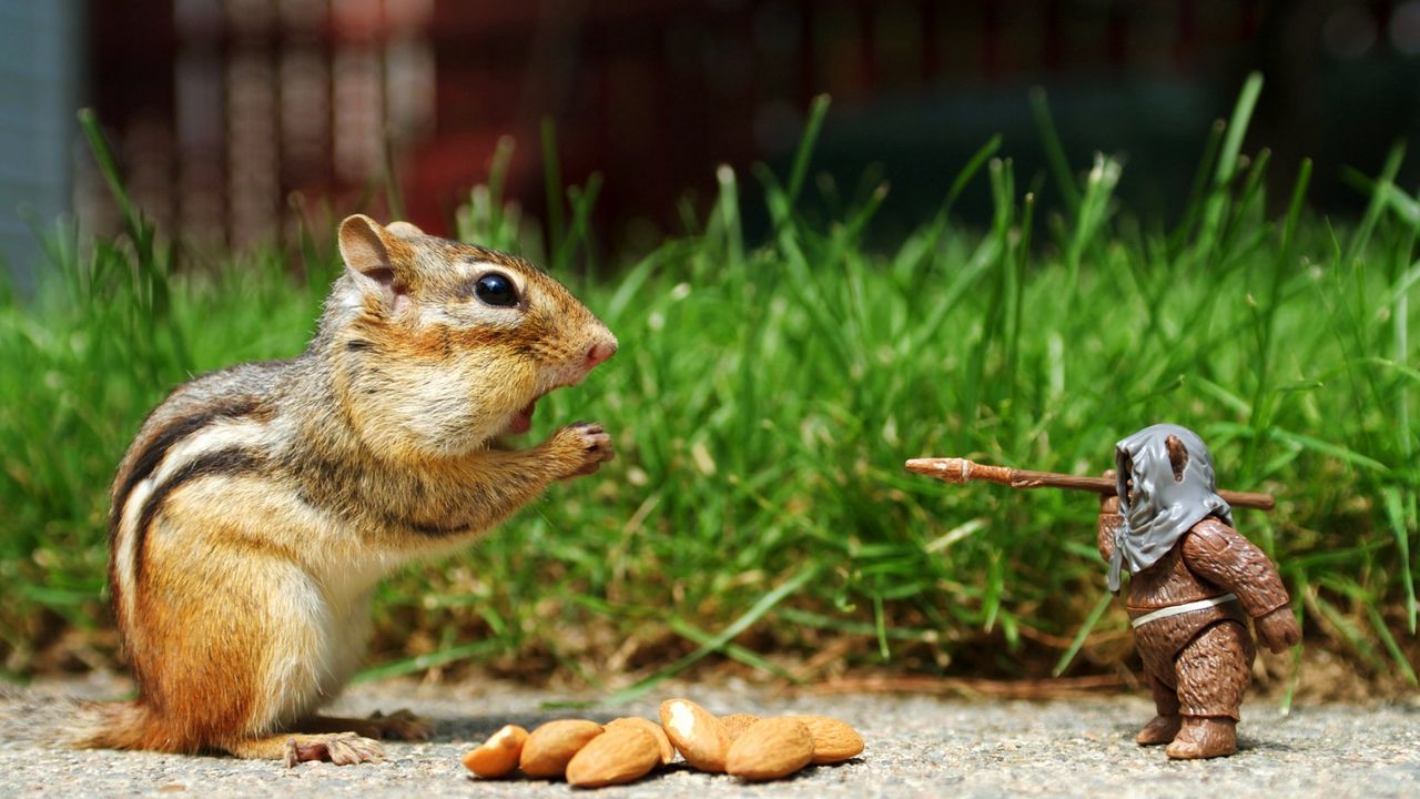 Wallpaper chipmunk, nuts, eating, walk, grass, figurine