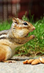 Preview wallpaper chipmunk, nuts, eating, walk, grass, figurine