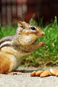 Preview wallpaper chipmunk, nuts, eating, walk, grass, figurine