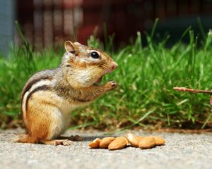 Preview wallpaper chipmunk, nuts, eating, walk, grass, figurine