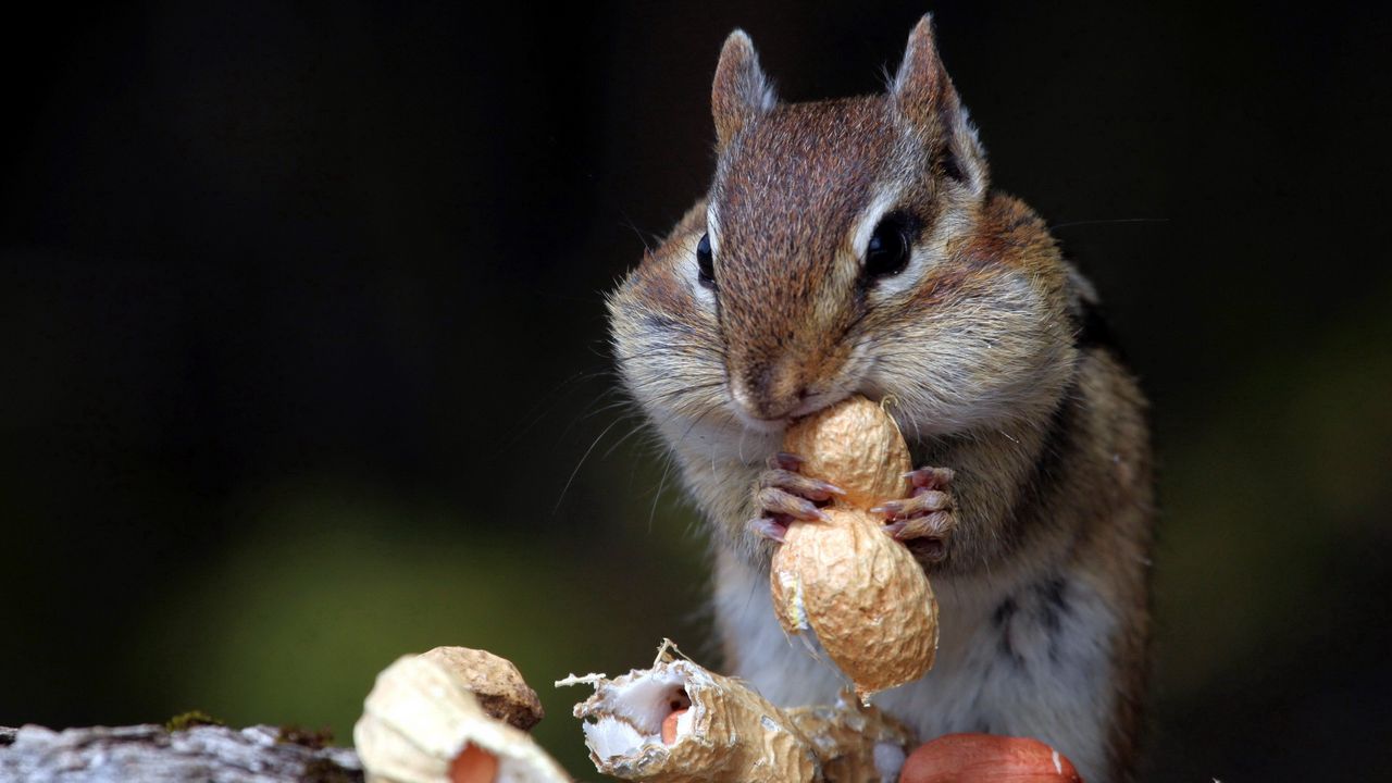 Wallpaper chipmunk, nuts, food, sit