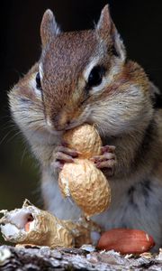 Preview wallpaper chipmunk, nuts, food, sit