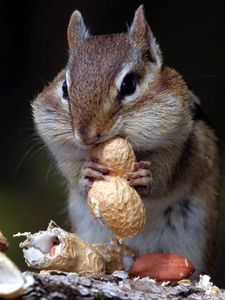 Preview wallpaper chipmunk, nuts, food, sit
