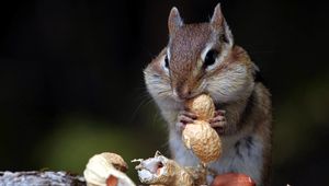 Preview wallpaper chipmunk, nuts, food, sit