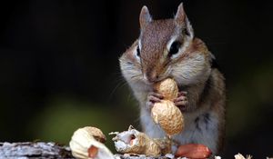 Preview wallpaper chipmunk, nuts, food, sit