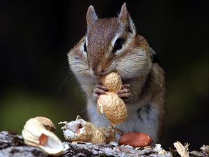 Preview wallpaper chipmunk, nuts, food, sit