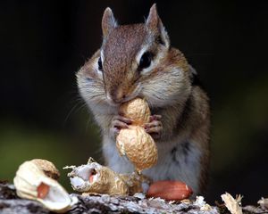 Preview wallpaper chipmunk, nuts, food, sit