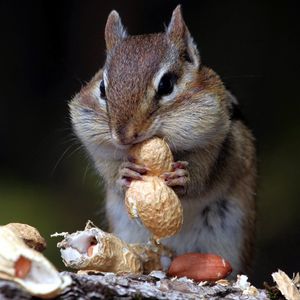 Preview wallpaper chipmunk, nuts, food, sit