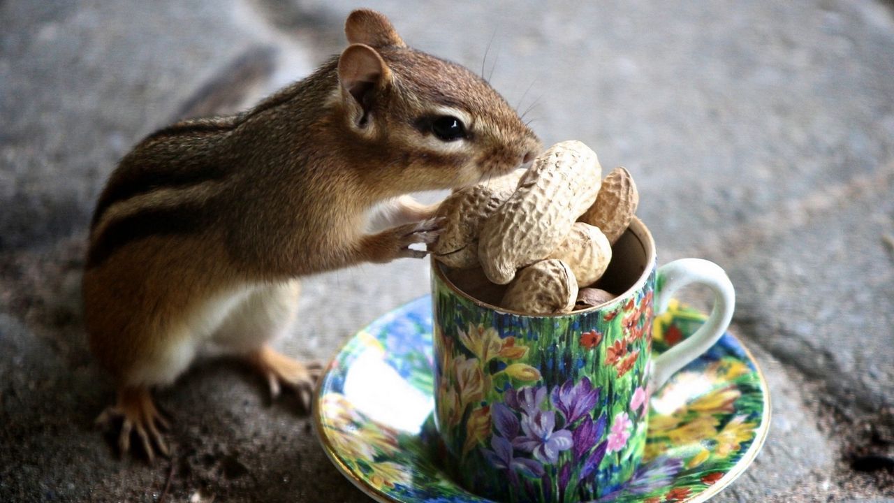 Wallpaper chipmunk, nuts, mug