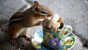 Preview wallpaper chipmunk, nuts, mug